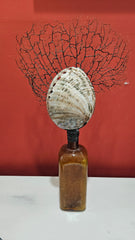 Antique amber Pepto-Mangan bottle with abalone shell and sea fan coral topper
