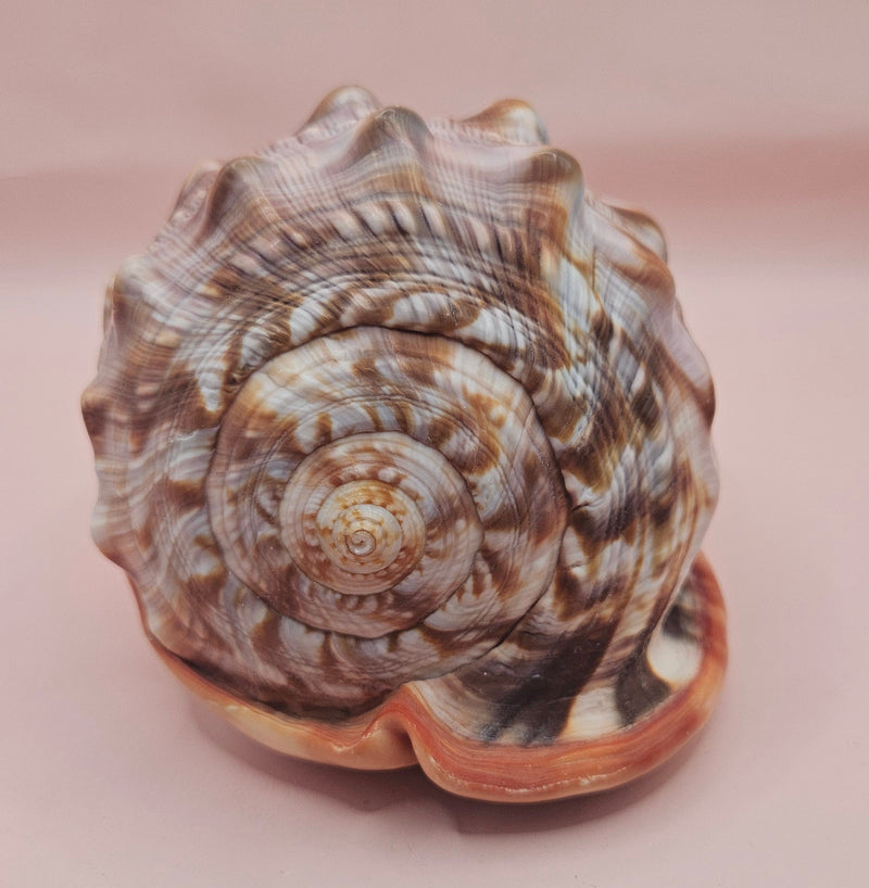 Bullmouth Cameo helmet shell with peach interior and textured dark outer ridges