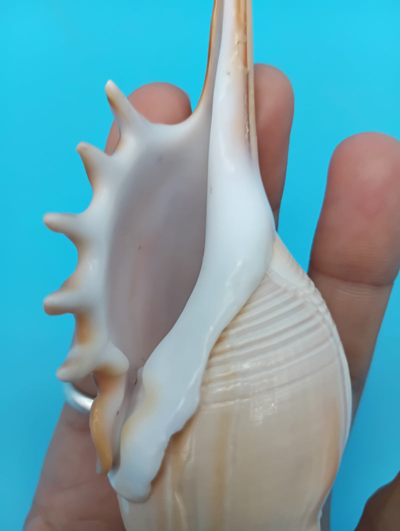 Large Shinbone Tibia Shell Display – Coastal Home Decor Specimen (Tibia fusus) 9"