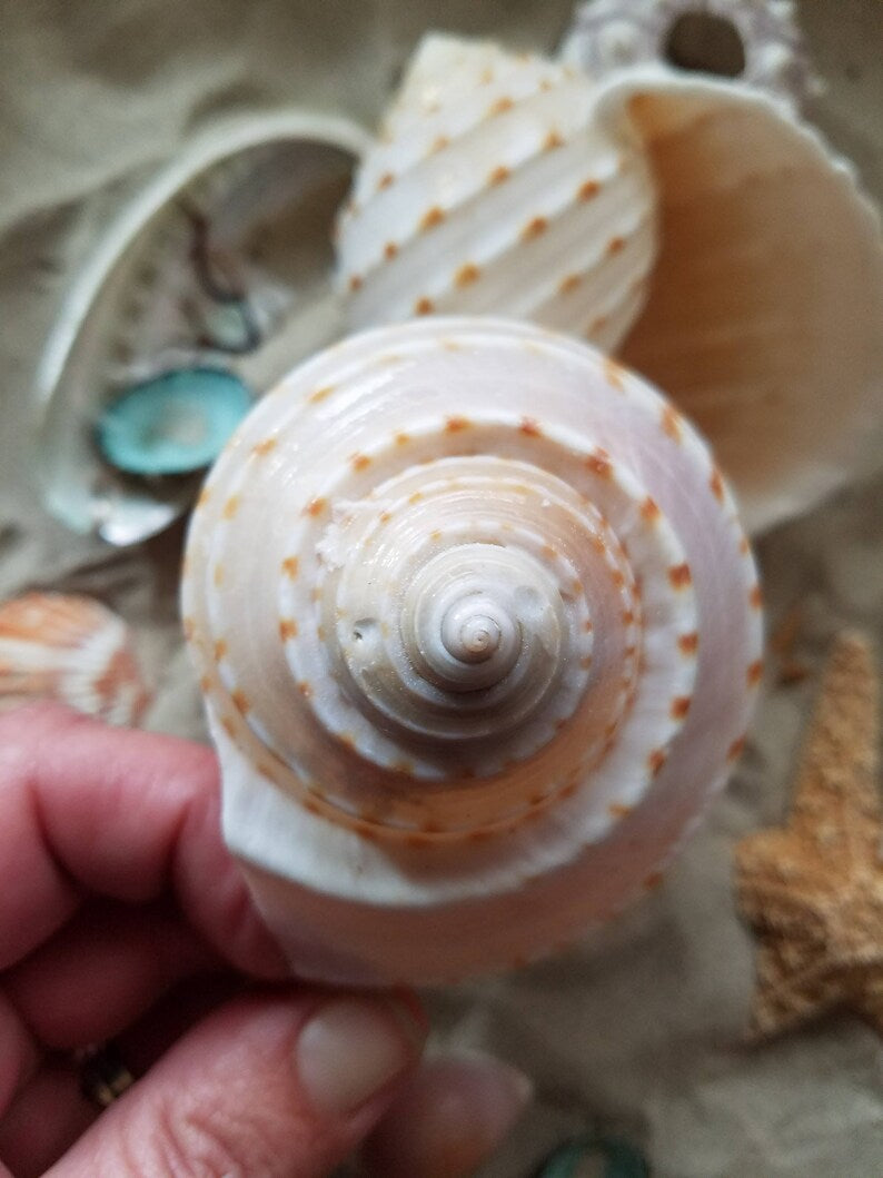 Spotted Tonna Shells (Tonna Tesselata)
