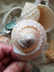 Spotted Tonna Shells (Tonna Tesselata)