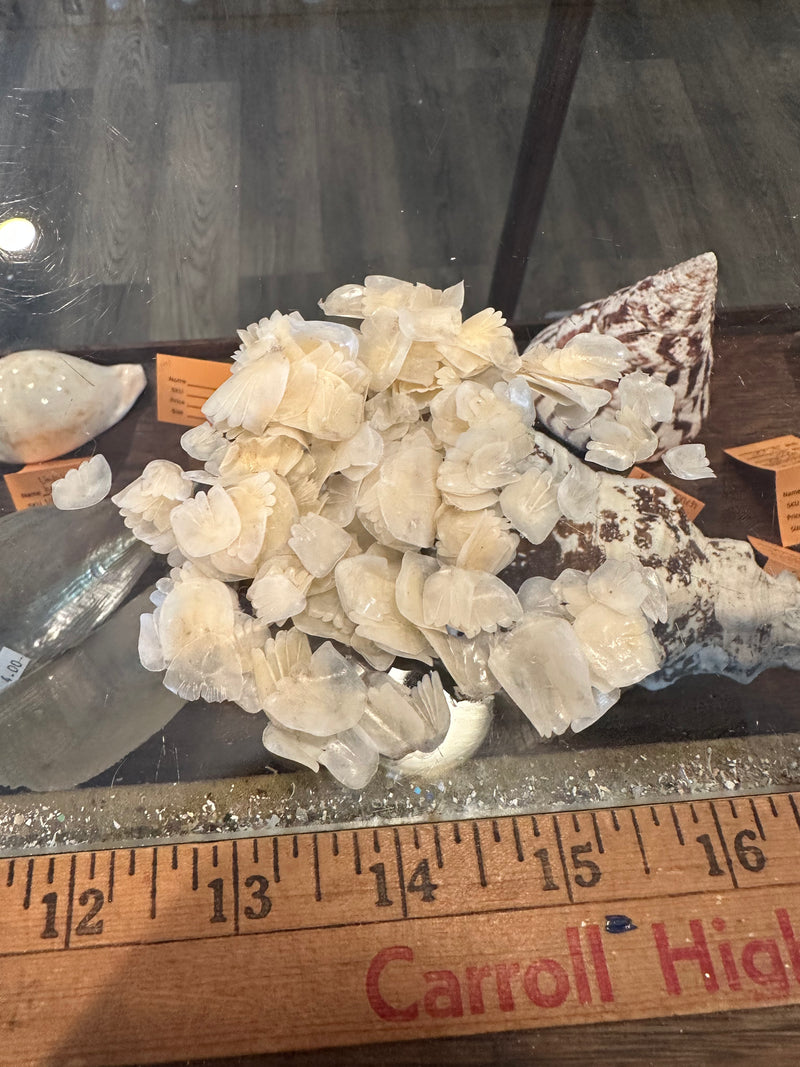Tarpon Scale