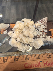 Tarpon Scale