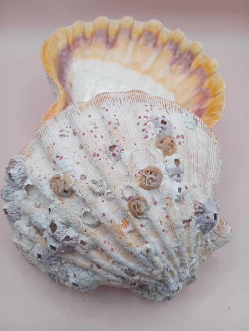 Natural Orange Lion's Paw Seashell Pair – 5.1" x 4.9" – Coastal Display Accent