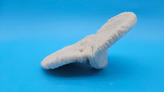 Rare mutant mushroom coral display specimen for coastal home decor - premium natural specimen