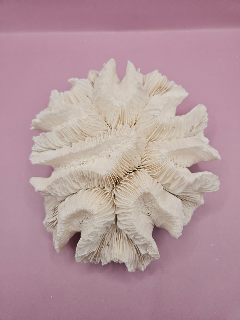 White vintage lettuce coral decorative piece, 11.5 inches by 11 inches by 4 inches, perfect for coastal and beach-themed decor