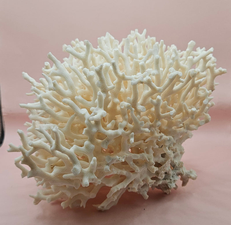 intage Birdsnest coral specimen with dense white branching 