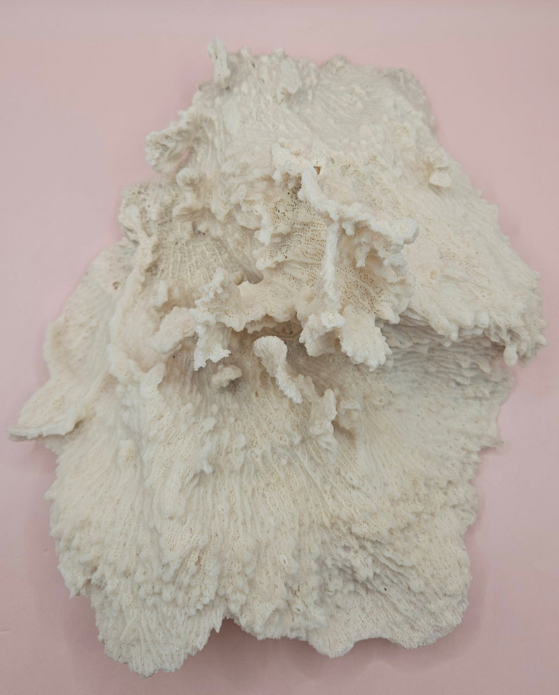 Ruffled vintage Merulina coral specimen with layered fan-like structure on pink background