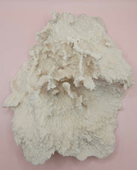 Ruffled vintage Merulina coral specimen with layered fan-like structure on pink background
