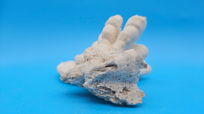 Vintage Candy Cane Coral specimen for coastal home decor - natural marine piece