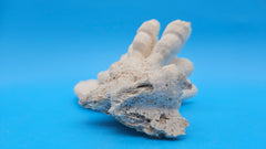 Vintage Candy Cane Coral specimen for coastal home decor - natural marine piece