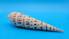 Marlin Spike display shell for coastal home décor – premium natural specimen