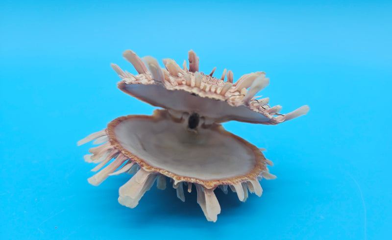  Spiny reddish-brown Spondylus shell pair opened and closed, displayed on a bright blue background