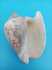 Noble Volute Shell 5