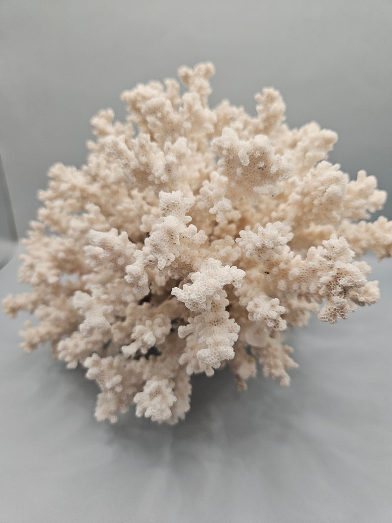 A unique 8.5"x8"x6" display of brownstem coral attached to brain coral, featuring intricate textures and natural oceanic beauty.