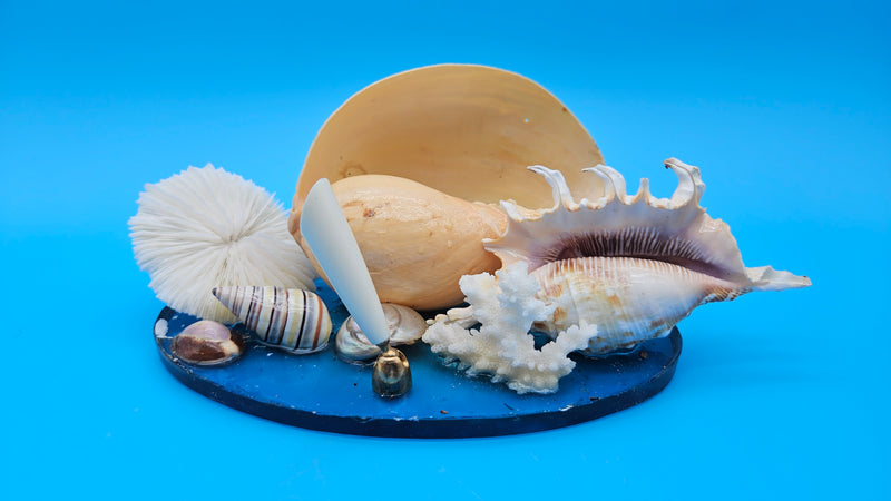 Vintage seashell pen holder on blue base with coral, shells, and pen slot – coastal desk décor