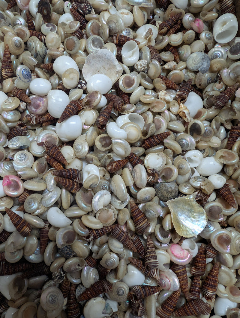 Speciality Small Mix Shells -Pearl Umboniums, Brown Auger, Natica Moon & more