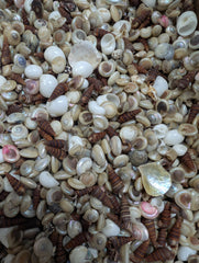 Speciality Small Mix Shells -Pearl Umboniums, Brown Auger, Natica Moon & more