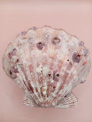 Natural Lion's Paw seashell pair, 5.6 by 5.2 inches, with textured barnacle accents and coastal tones