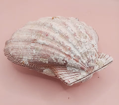Natural Lion's Paw seashell pair, 5.0 by 5.2 inches, with textured barnacle accents and coastal tones