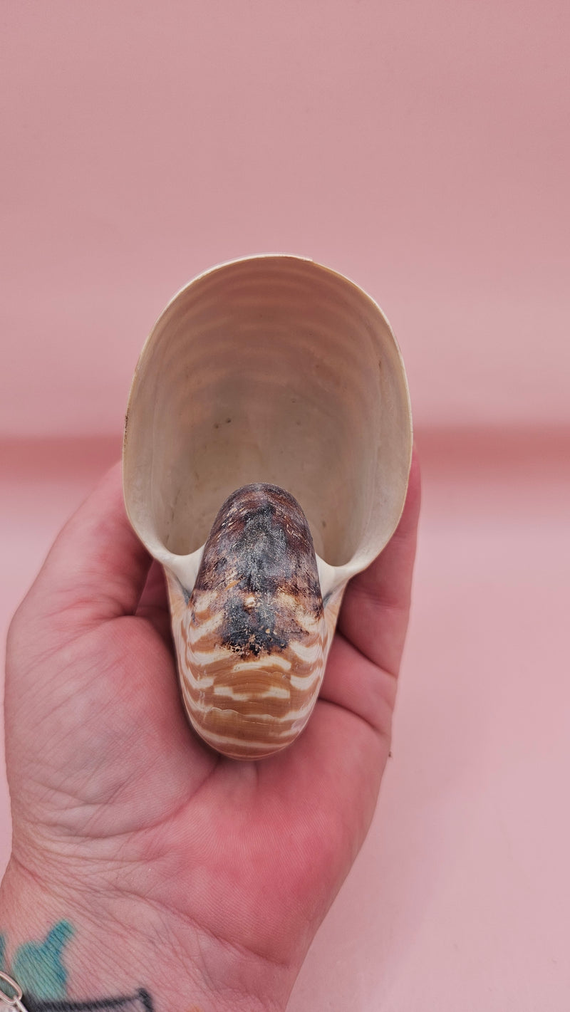 4-inch natural nautilus shell with smooth spiral pattern and creamy pearlescent finish.