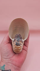 4-inch natural nautilus shell with smooth spiral pattern and creamy pearlescent finish.