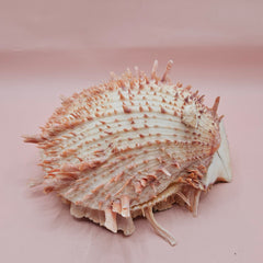 Large cream and peach Spondylus shell with spines and barnacle, measuring 5.3 inches wide