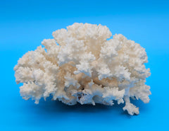 Brownstem coral with compact white branches and natural texture on blue background