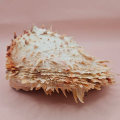 Large 5.7-inch Spondylus shell with coral tones and layered spines, shown open with smooth ivory interior on pink background