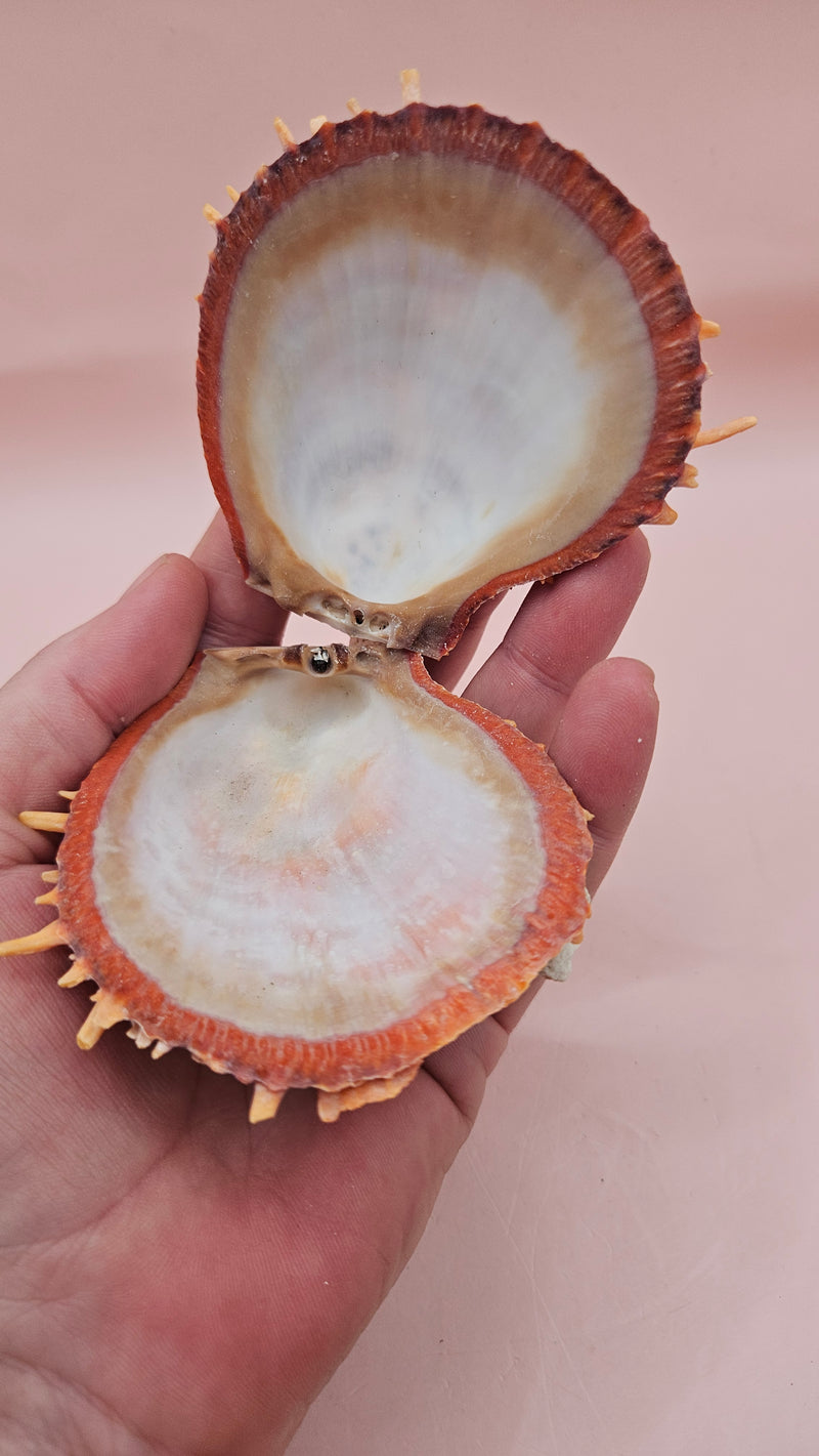 Spondylus shell with coral growth and orange spines, 3.5 inches long, shown on pink background