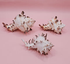 Trio of spiky Murex Endive sea shells in cream and brown on pink background, arranged for coastal decor