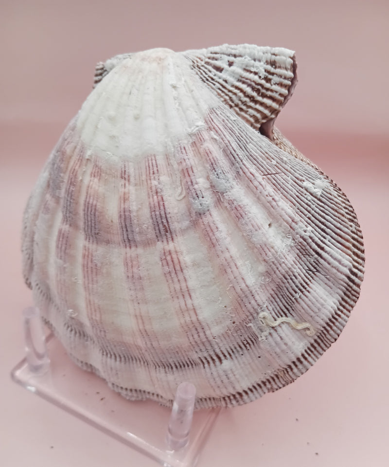 Lion's Paw seashell pair, 5.5 by 5.0 inches, with ridged texture and natural coastal tones