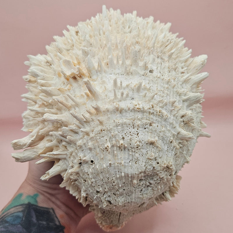 8-inch white Spondylus shell with spiky texture, shown open and closed on a soft pink background