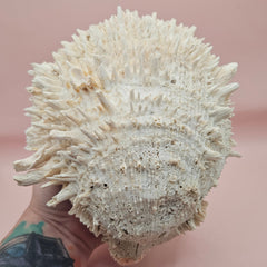 8-inch white Spondylus shell with spiky texture, shown open and closed on a soft pink background