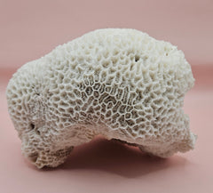 Vintage white brain coral specimen 7 inches, natural texture coastal home decor