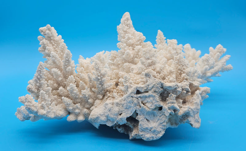 Vintage white branch coral specimen for coastal home decor - natural marine piece