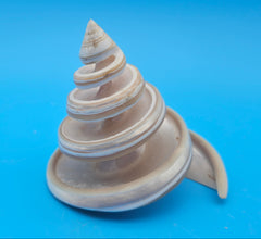 Strawberry Pearl Nautilus Cut Shell 3.4