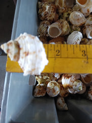 NEW Gold and Silver Mouth Turban Shells (Turbo Chrysostomus & Argyrostoma)