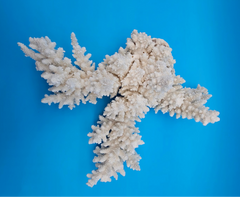 Vintage white branch coral specimen for coastal home decor - natural marine piece