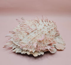 Spiny pink and white Spondylus shell with layered ridges on a neutral background
