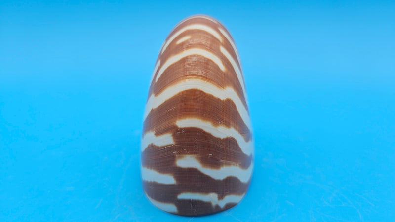 Tiger Nautilus Shell – Striking Natural Ocean Decor 3.6"