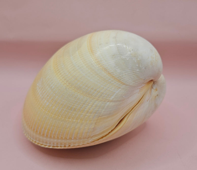 Natural cockle shell pair with deep ridges and creamy tones for coastal home display decor