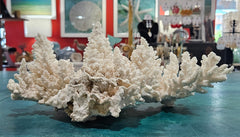 Large vintage white branch coral specimen measuring 13.5 inches displayed on a counter