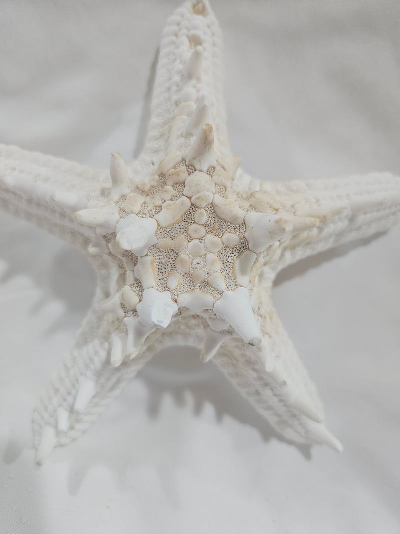 White Thorny Starfish 6.5"