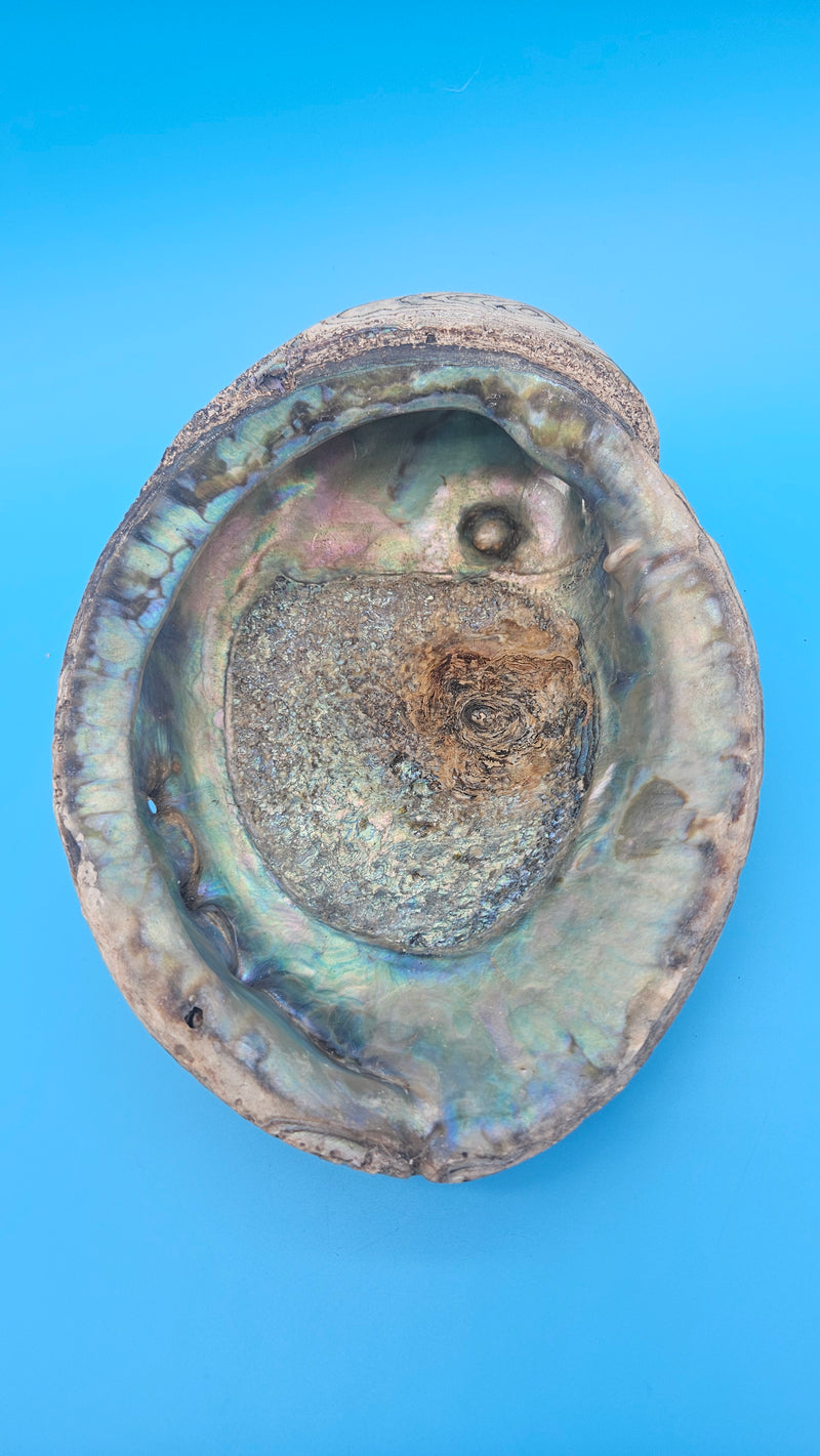 Iridescent green abalone shell with pearl 8-inch coastal décor