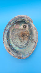 Iridescent green abalone shell with pearl 8-inch coastal décor