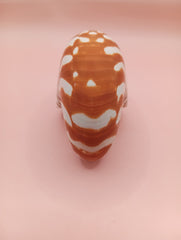 Tiger Nautilus Shell – Striking Natural Ocean Decor 4
