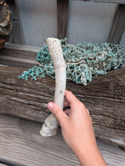 Australian Watering Pot - Brechites australis (tube like Shell)