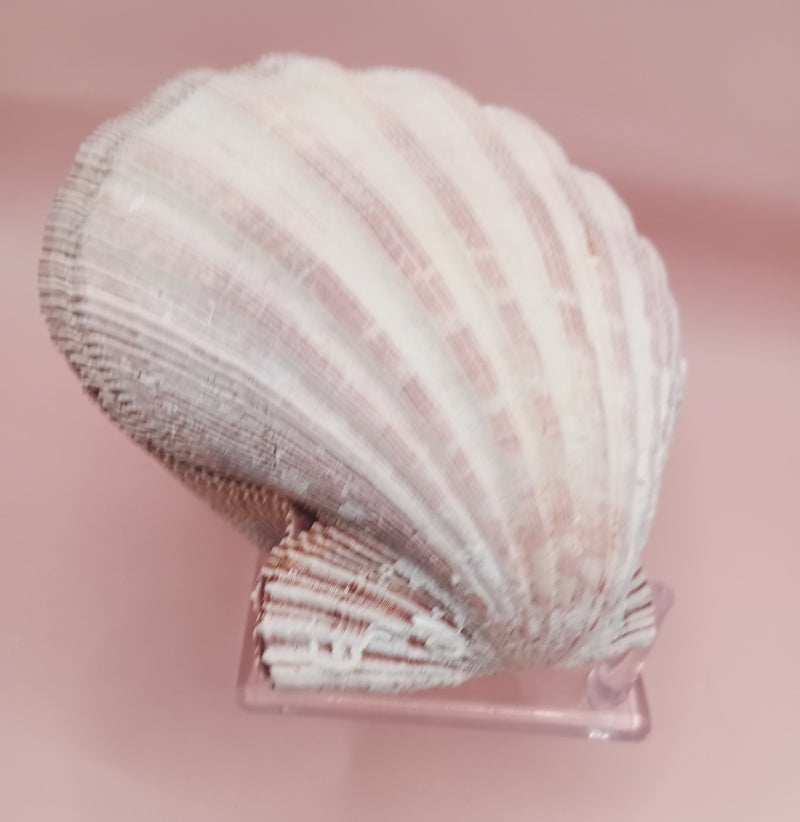 Natural Lion's Paw seashell pair, 5.0 by 5.2 inches, with textured barnacle accents and coastal tones