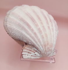 Natural Lion's Paw seashell pair, 5.0 by 5.2 inches, with textured barnacle accents and coastal tones